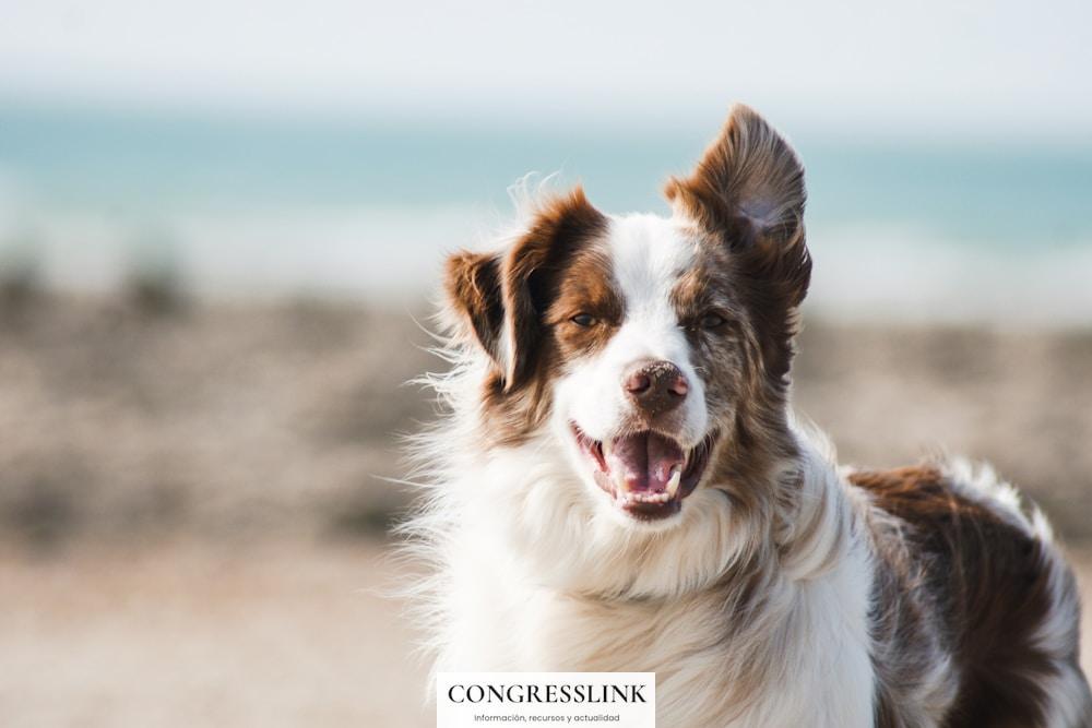 white and brown long coat large dog